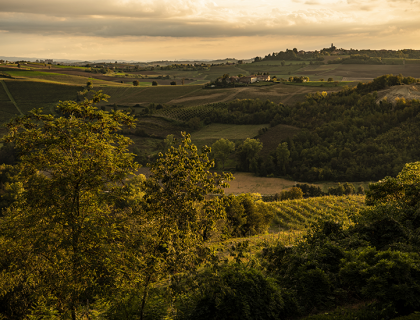 monferrato_olivola