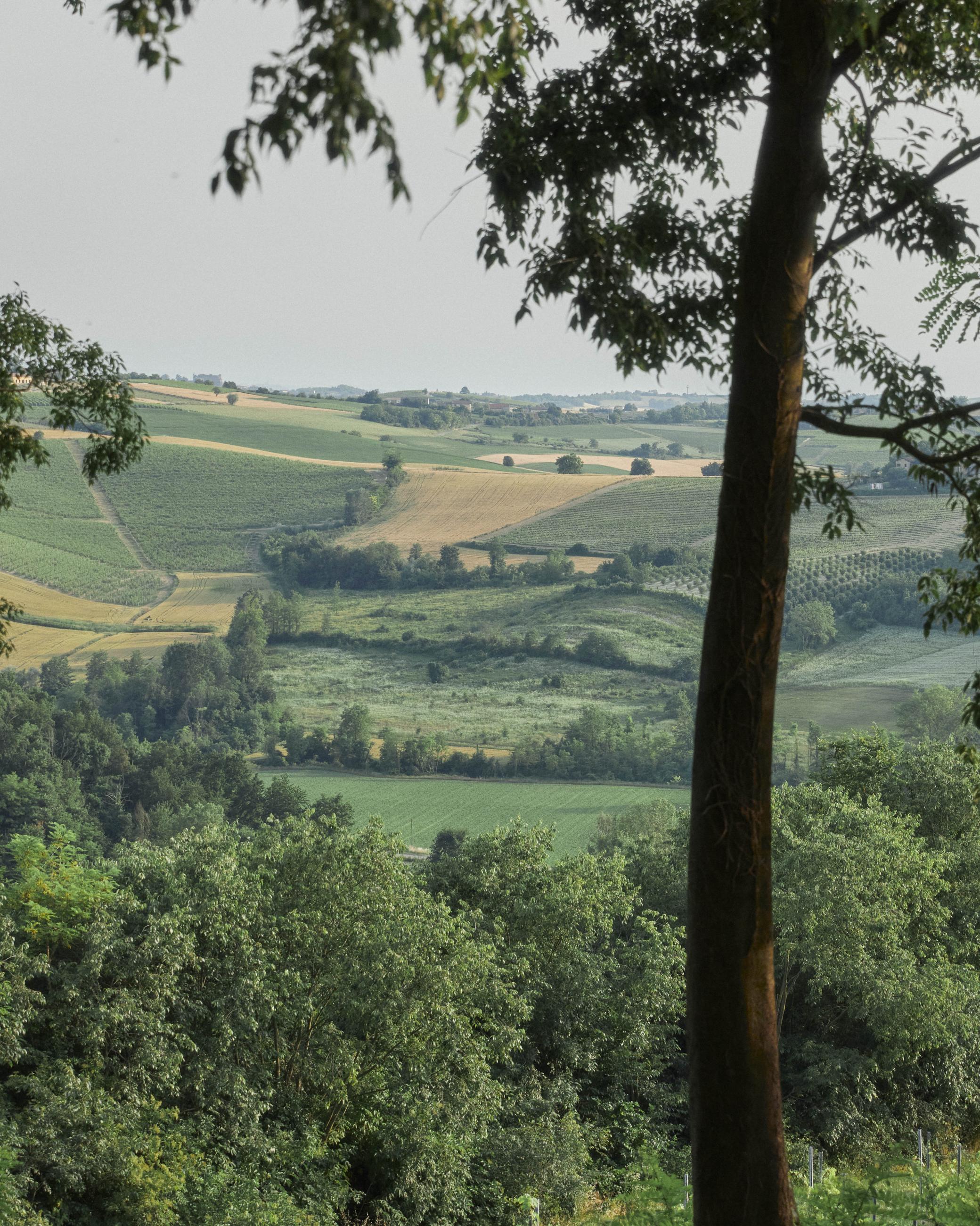 Monferrato_olivola_colline_hills